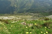 65 Scendendo il ripido vallonecello fiorito di gialla pulsatilla alpina sulfurea
